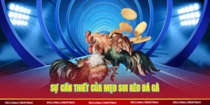 Vin88 - Kinh nghiệm soi gà và chọn kèo chuẩn xác