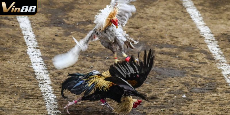 Đá Gà Vin88 là gì?